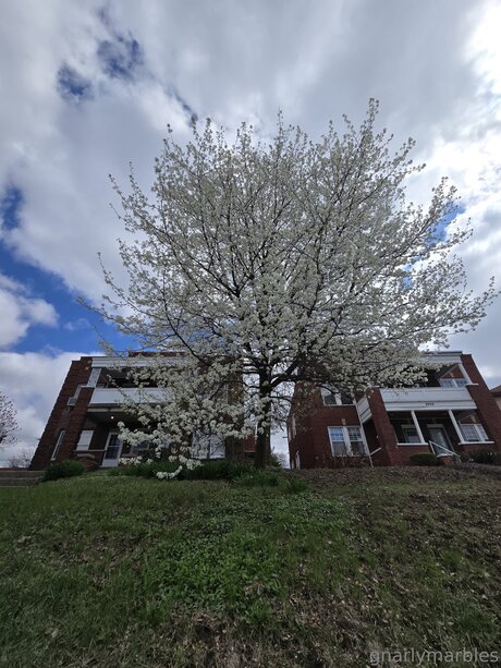 Gnarlymarbles pornstar naked img