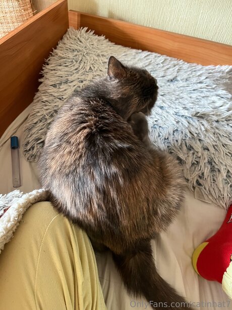 Catinhat7 free pornstar gallery