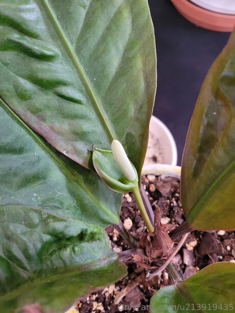 U213919435 star xxx pic