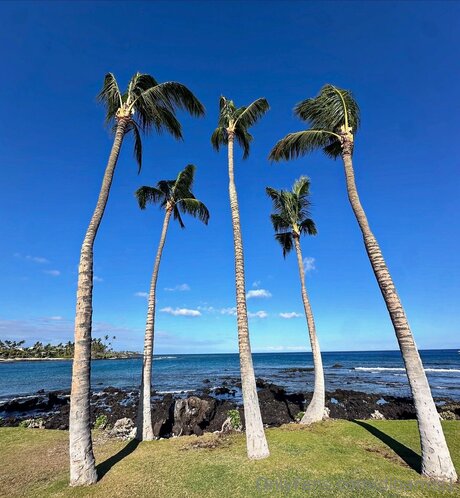 Dibarros1 pornstar adult img