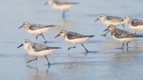 Gobirdsbabe nudes actress archive