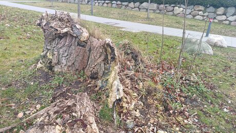 Alexbitchcraft4free star hd archive