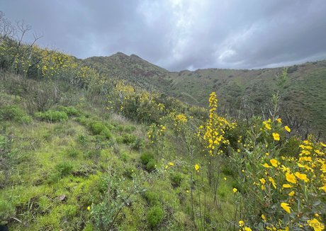 ccflightfree pretty pornstar picture