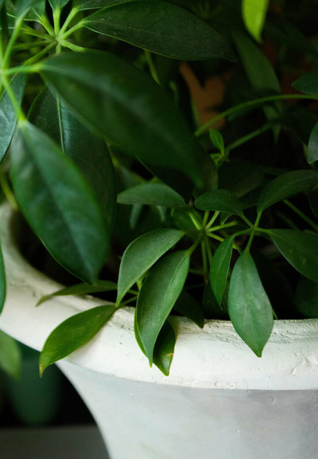 lucylarue xxx pornstar pic