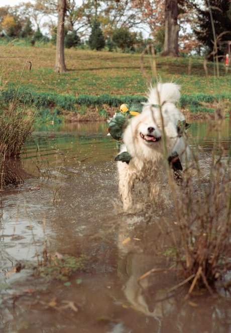 Okicospi hot pornstar image