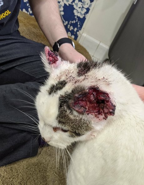 irisreigns model sex photos