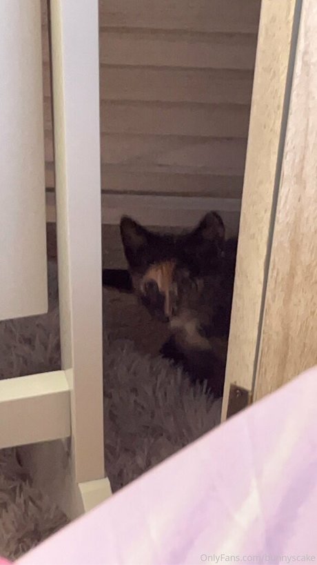 bunnyscake hot star picture