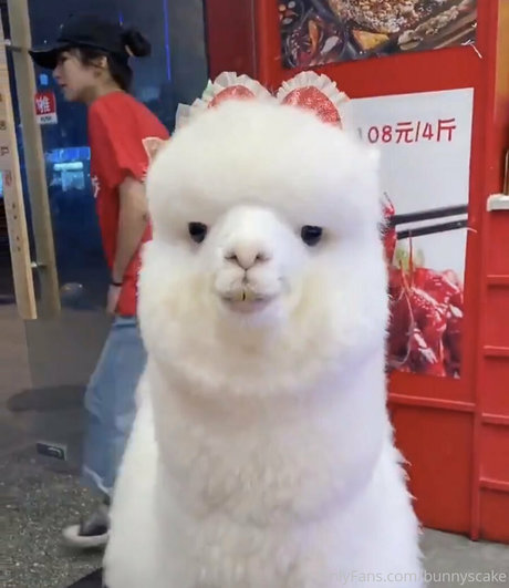 bunnyscake adult actress photos