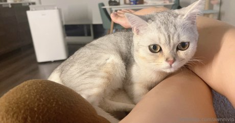 awnnivip model free picture