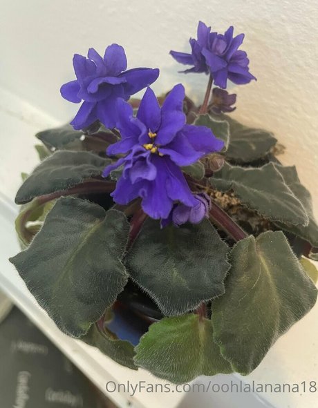 yournana18 free pornstar images