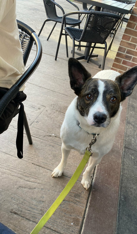 vixenshelbyfree xxx actress gallery