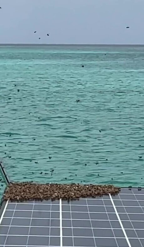 Lauren Landers pornographic star archive