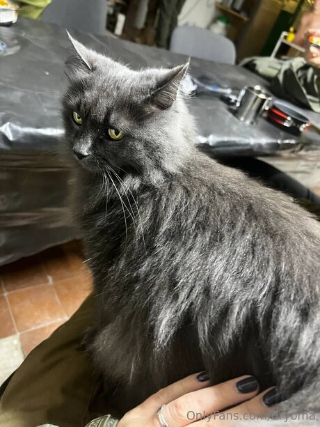 dryoma xxx actress archive