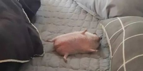 Lan pornstar sex image