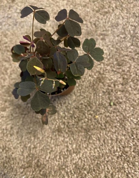 HoneyThorne sex star images