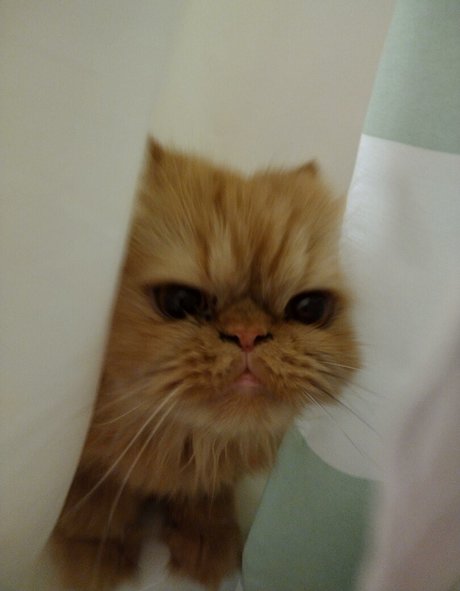 HoneyThorne hot model images