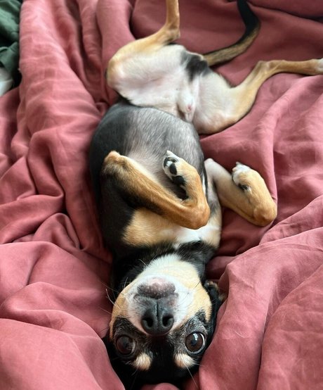 Suki Jade nudes star pictures