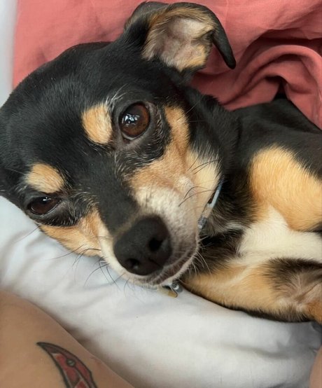 Suki Jade xxx star img