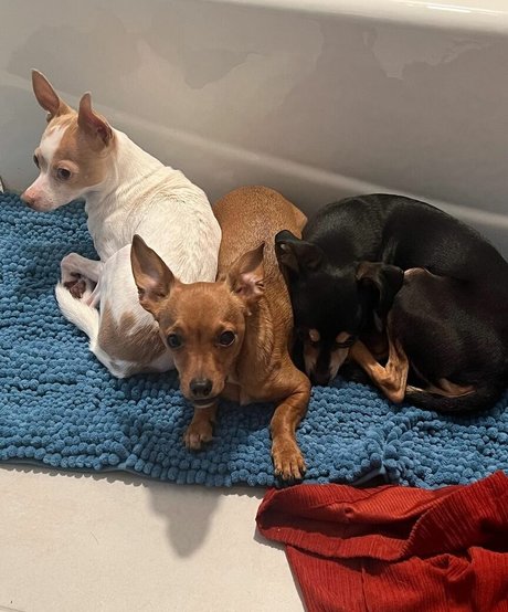 Suki Jade adult actress galleries