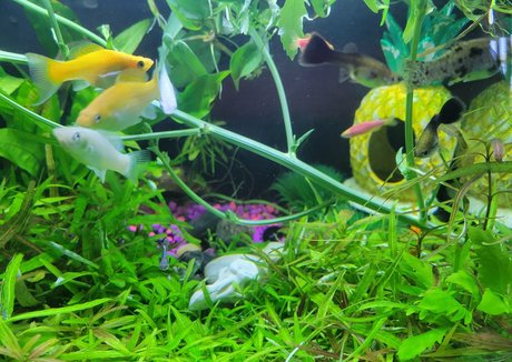 sonjahaze hot model pic