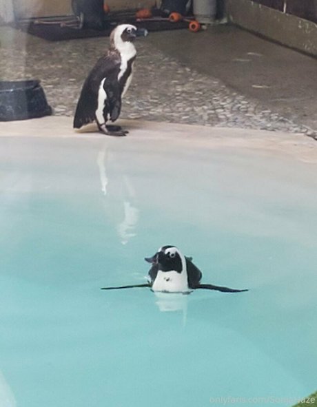 sonjahaze model perfect picture