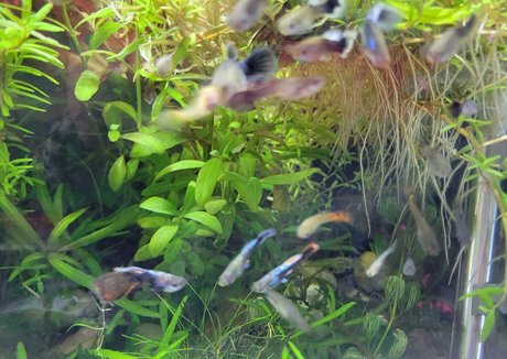 sonjahaze pornstar free img