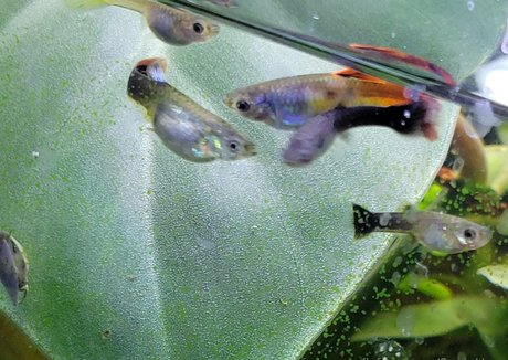 sonjahaze nudes star photo