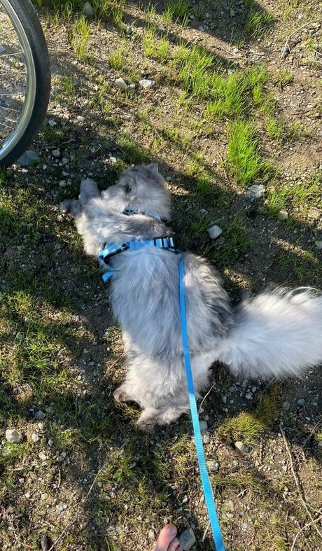 Holls8 star nudes img