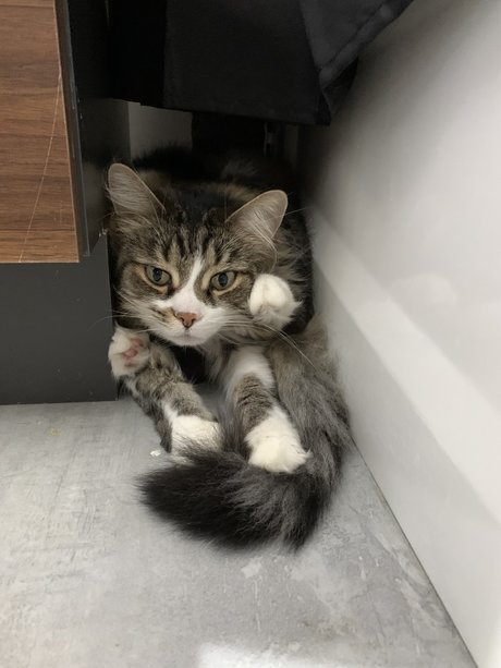 Laur nude star galleries