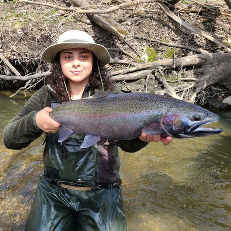 looncaster star nice pictures