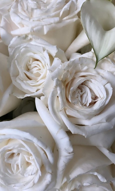 _helle nice actress archive