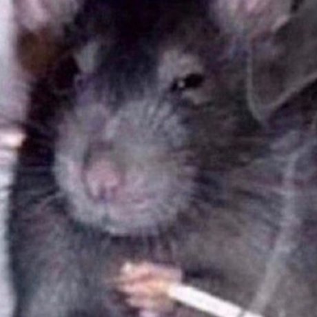 Molotov cockteez pornstar high quality galleries