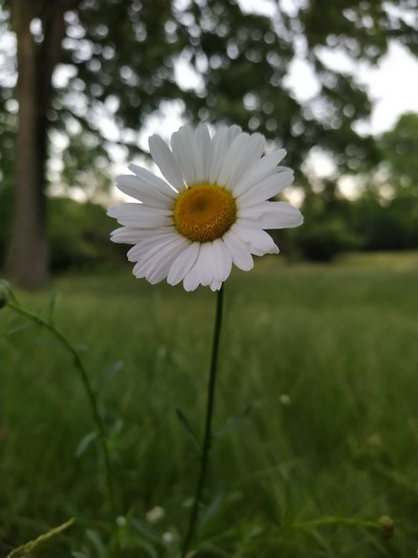 Zhu Li Moon high quality model archive