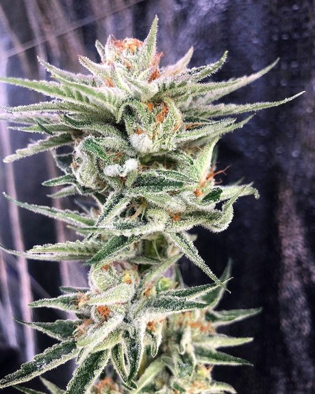 Narlee model free archive