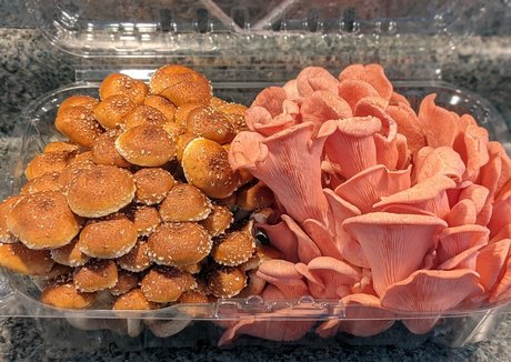 gutfuzz sex model images