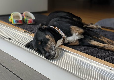 gutfuzz hot star picture