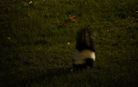 gutfuzz adult model picture