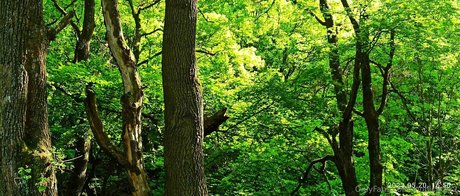 monicutex2 xxx pornstar images