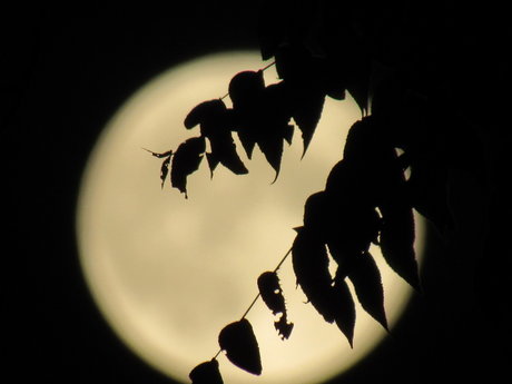 Peachy Blueberry nudes model galleries