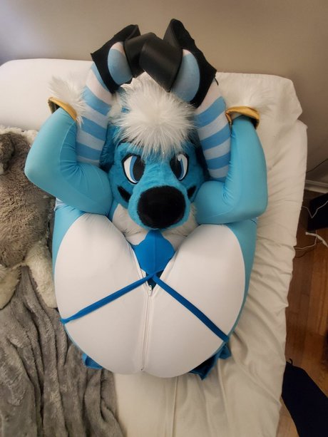 Fizzy potato Husky star hd photos