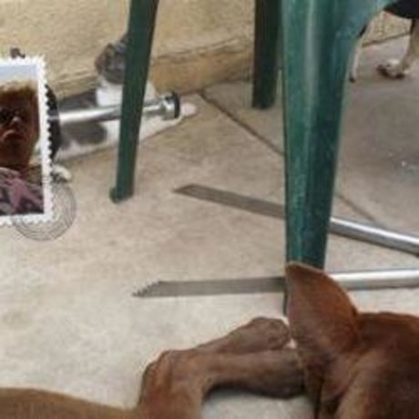 Dustin Menchue adult actress img