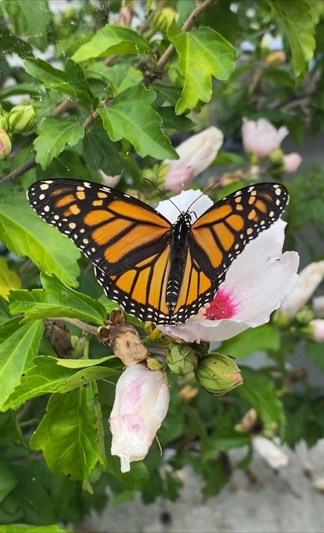 Pink Ribbons_ pretty pornstar picture