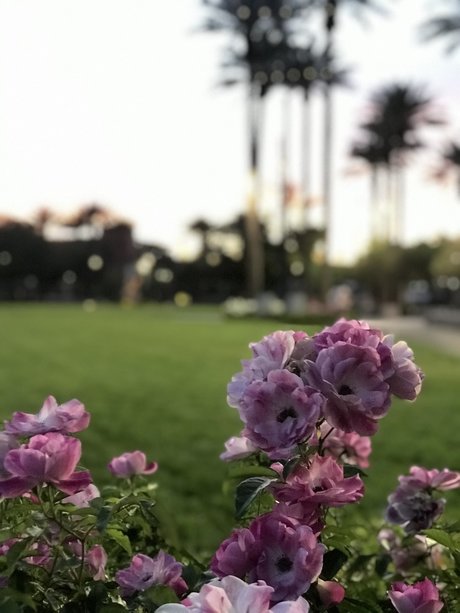 Philena Carter star hd img