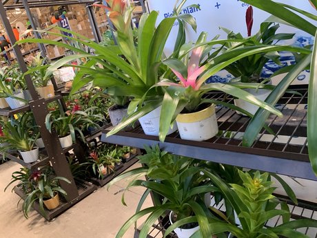 Bill Bigsby hd actress picture