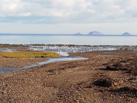 Racesex pornstar free picture