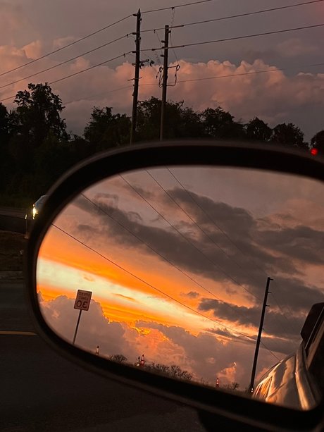 gerbil model adult picture