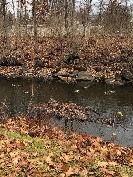 firehose high quality star pictures