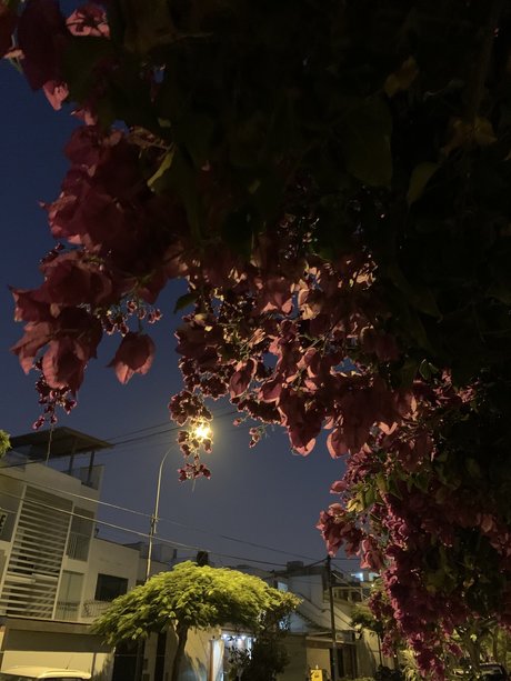 Amm model adult galleries