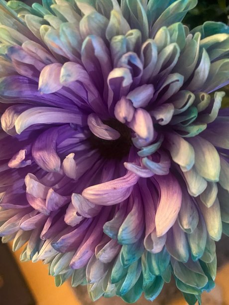 Sternf e art star img