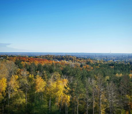 Roman Fox free star gallery